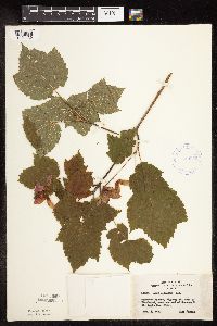 Acer spicatum image