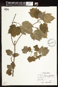 Acer spicatum image