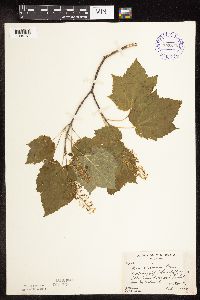 Acer spicatum image