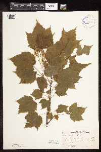 Acer spicatum image