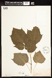 Acer spicatum image