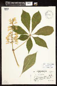 Media resource of Aesculus glabra