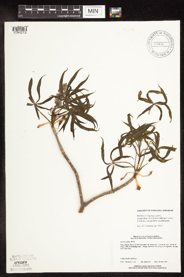 Aesculus hippocastanum image