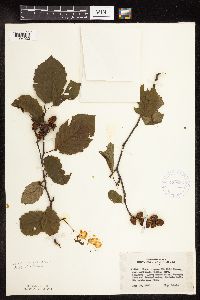 Alnus incana subsp. rugosa image