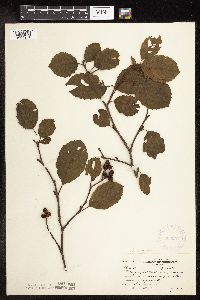 thumbnail image of current specimen