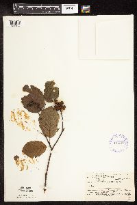 Alnus incana subsp. rugosa image