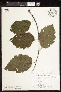 thumbnail image of current specimen