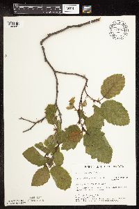 Thumbnail image of current specimen