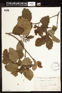 thumbnail image of current specimen
