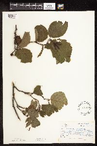 Alnus incana subsp. rugosa image