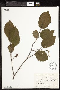 Alnus incana subsp. rugosa image