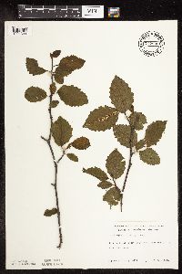 Alnus incana subsp. rugosa image