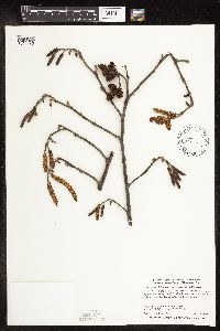 thumbnail image of current specimen
