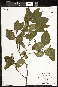 thumbnail image of current specimen