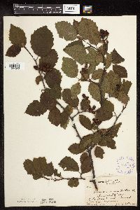 thumbnail image of current specimen
