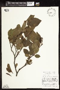 thumbnail image of current specimen
