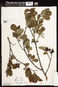 Alnus incana subsp. rugosa image