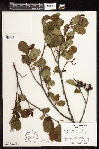 Alnus incana subsp. rugosa image