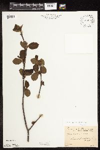Alnus incana subsp. rugosa image