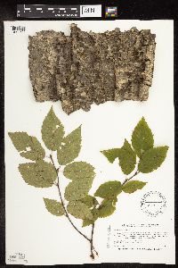 Betula alleghaniensis image