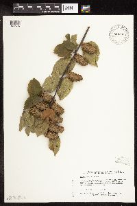 Betula alleghaniensis image