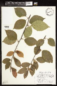 Betula alleghaniensis image