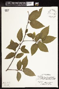 Betula alleghaniensis image