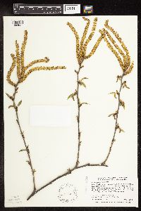 Betula alleghaniensis image