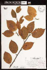 Betula alleghaniensis image