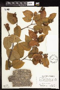 Betula alleghaniensis image
