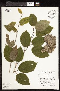 Betula alleghaniensis image
