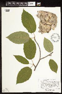 Betula alleghaniensis image