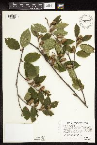 Betula alleghaniensis image