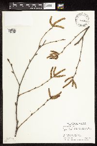 Betula alleghaniensis image