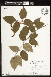 Image of Betula alleghaniensis