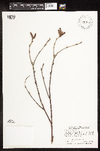 Betula alleghaniensis image