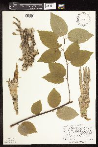 Betula alleghaniensis image