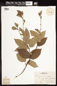 Betula alleghaniensis image