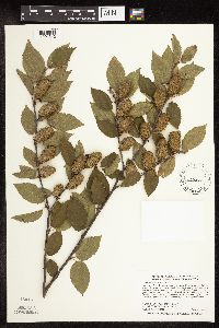 Betula alleghaniensis image