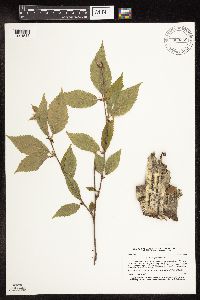 Betula alleghaniensis image
