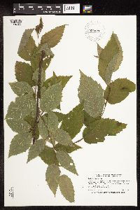 Betula alleghaniensis image