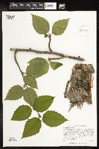Betula alleghaniensis image