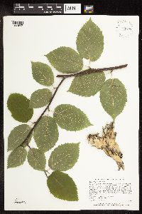 Betula alleghaniensis image