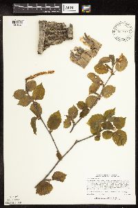 Betula alleghaniensis image