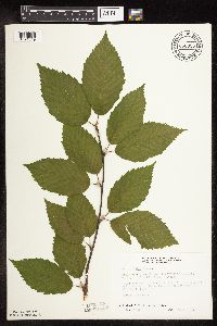 Betula alleghaniensis image