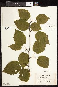 Betula alleghaniensis image