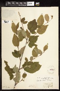 Betula alleghaniensis image