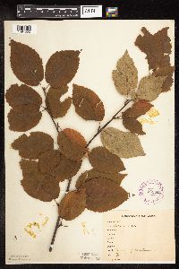 Betula alleghaniensis image