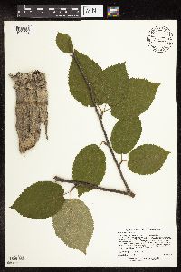 Betula alleghaniensis image