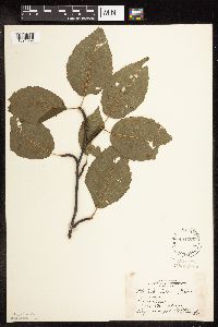Betula alleghaniensis image